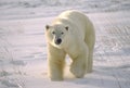 Large male polar bear in Canadian Arctic Royalty Free Stock Photo