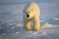 Large male polar bear close up Royalty Free Stock Photo