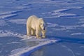 Large male polar bear on frozen lake Royalty Free Stock Photo