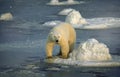 Large male polar bear on ice floe Royalty Free Stock Photo
