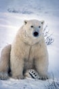 Large male polar bear Royalty Free Stock Photo