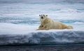 Large male polar bear laying on ice in Arctic