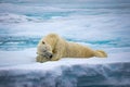 Large male polar bear laying on ice sleeping