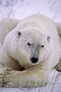 Polar bear lying on Canadian Arctic snow tundra Royalty Free Stock Photo