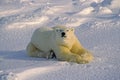 Large male polar bear lying on Arctic snow