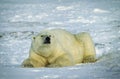 Large male polar bear lying on snoe Royalty Free Stock Photo