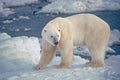 Large male polar bear on shore of Hudson Bay Royalty Free Stock Photo