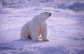 Large male polar bear sitting on snow in Canadian Arctic,photo art Royalty Free Stock Photo