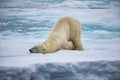 Large male polar bear stretching on ice while sleeping Royalty Free Stock Photo