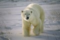 Large male polar bear walking on Arctc snow Royalty Free Stock Photo