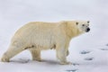 Large male polar bear walking through snow Royalty Free Stock Photo