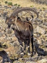 Large male rare Walia ibex, Capra walie in high mountains of Simien mountains national park, Ethiopia Royalty Free Stock Photo