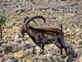 Large male rare Walia ibex, Capra walie in high mountains of Simien mountains national park, Ethiopia Royalty Free Stock Photo