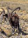 Large male rare Walia ibex, Capra walie in high mountains of Simien mountains national park, Ethiopia Royalty Free Stock Photo