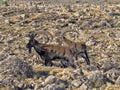 Large male rare Walia ibex, Capra walie in high mountains of Simien mountains national park, Ethiopia