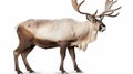Large male reindeer. Isolated over white. generative ai Royalty Free Stock Photo