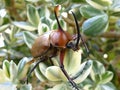 A large male Rhinoceros Beetle on the plant, Ecuador