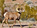 Large male Rocky Mountain big-horned sheep. Royalty Free Stock Photo