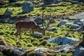 Large male Royal deer grazing in a green field Royalty Free Stock Photo