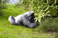 Large male silver back gorilla