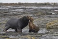 Southern Sea Lions in the Falkland Island Royalty Free Stock Photo