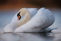 Large Male Mute Swan Preens Royalty Free Stock Photo