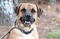 Large male Tan Mastiff mix with black muzzle sitting down outside with collar and leash Royalty Free Stock Photo