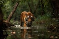 a large male tiger walking across a river in the forest, ethical concerns