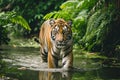 a large male tiger walking across a river in the forest, ethical concerns