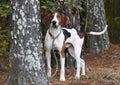 Large male Treeing Walker Coonhound dog with large floppy ears Royalty Free Stock Photo