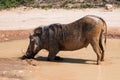 Large male warthog standing in a mud pool