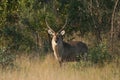 Large male Waterbuck