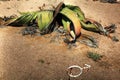 Large Male Welwitschia plant in Namibian desert Royalty Free Stock Photo