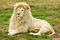 Large male white lion Royalty Free Stock Photo