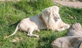 Large male white lion Royalty Free Stock Photo