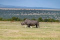 Large male White rhino in the savannah