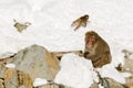 Large, Male Wild Snow Monkey Sitting in Snow Royalty Free Stock Photo