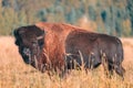Bison in a Field