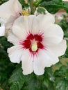 large mallow flower, white mallow flower, summer flowers, large white mallow petals with red center Royalty Free Stock Photo