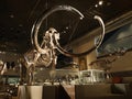 Large mammoth skeleton in museum with backlight