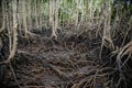 A large mangrove forest in the east at Khung Kraben Bay, Chanthaburi Province