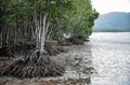 A large mangrove forest in the east at Khung Kraben Bay, Chanthaburi Province