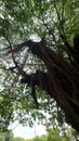 Large mangrove tree