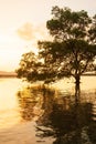 Large mangrove tree standing alone by the sea at sunset, fantastic sky on summer dusk Royalty Free Stock Photo