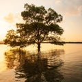 Large mangrove tree standing alone by the sea at sunset, fantastic sky on summer dusk