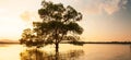 Large mangrove tree standing alone by the sea at sunset, fantastic sky on summer dusk Royalty Free Stock Photo