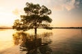 Large mangrove tree standing alone by the sea at sunset, fantastic sky on summer dusk Royalty Free Stock Photo