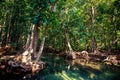 large mangrove tree trunk with interlaced roots and hollow Royalty Free Stock Photo