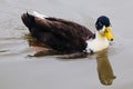 Large manky mallard with water proof feathers