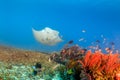 Large Manta Ray on a Coral Reef Royalty Free Stock Photo